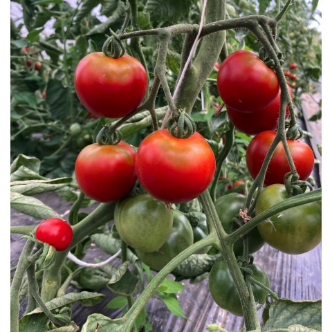 Tomate rouge PRECOCE DE QUIMPER