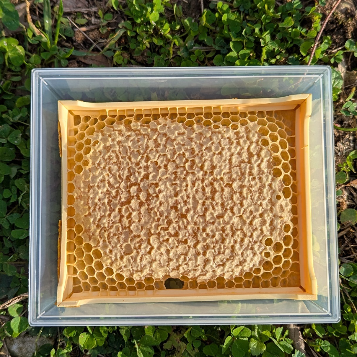 Miel En Rayon (Brèche de miel)