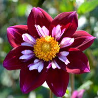 Tubercule - Dahlia Eefje