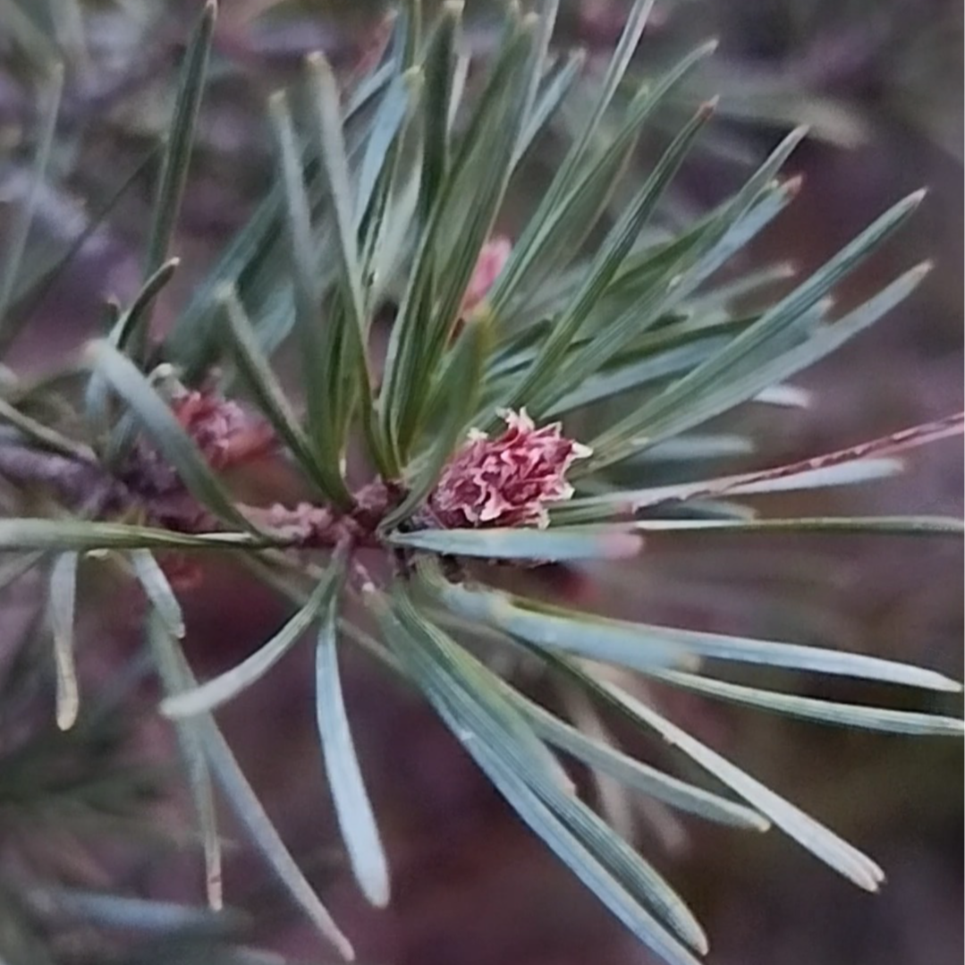 Gemmothérapie Pin Sylvestre - 30ml