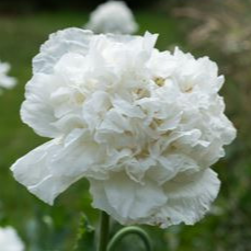 Pavot somnifère Snowball Peony - godet de 8 cm
