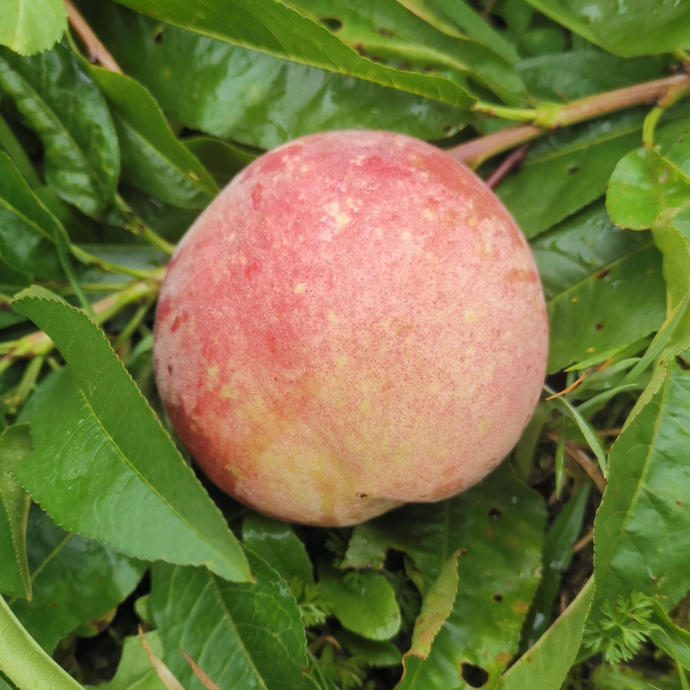 Pêche de Vigne Jaune – Racines nues