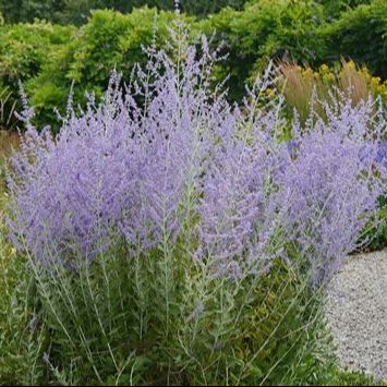 Sauge de Sibérie (Perovskia atriplicifolia) 'Blue spire' - 1l