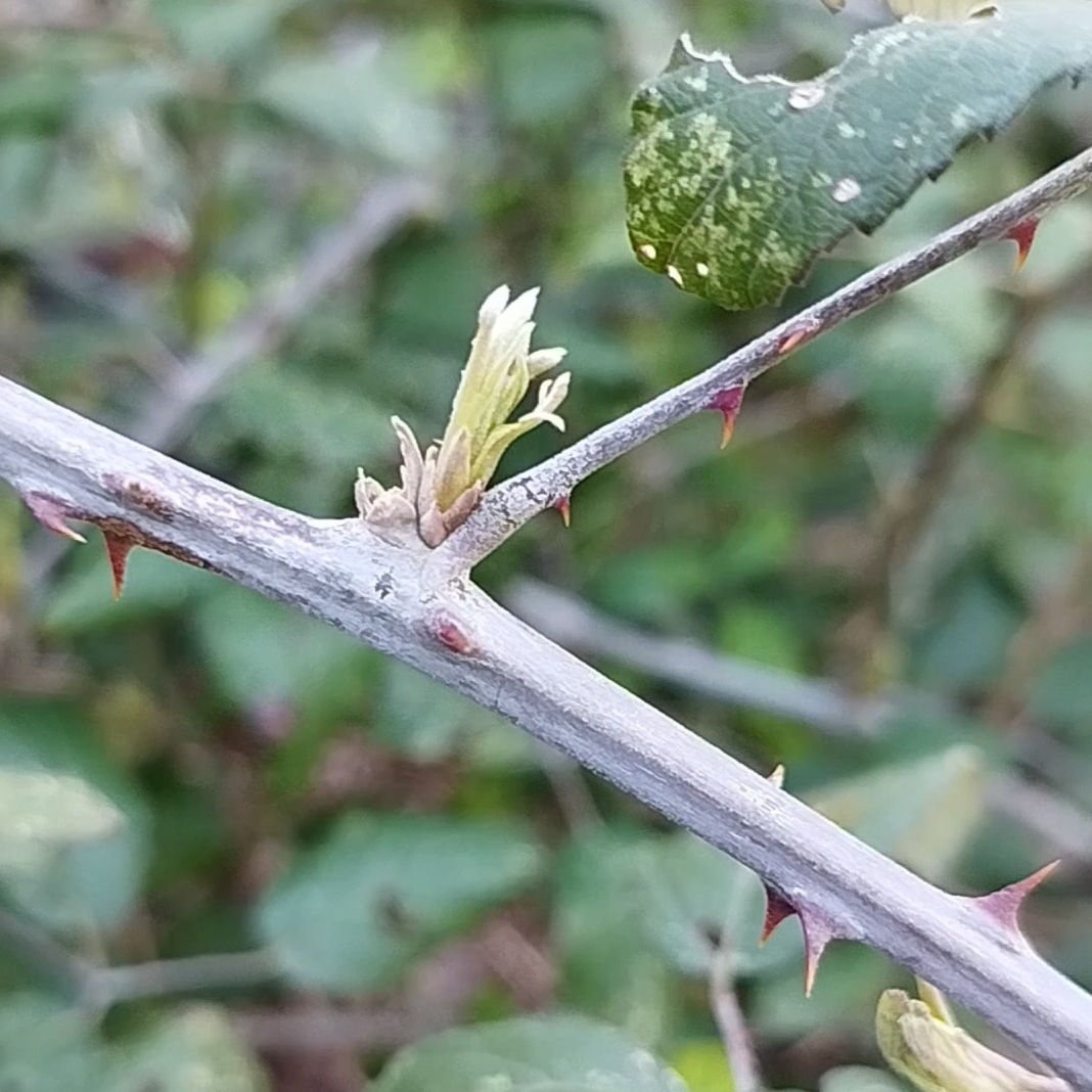 Gemmothérapie Ronce - 30ml