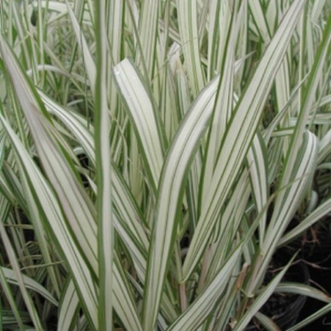 Phalaris Arundinacea