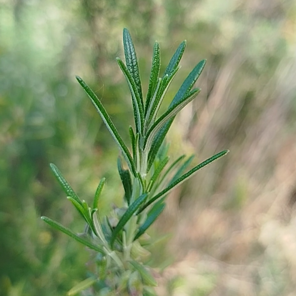 Gemmothérapie Romarin - 30ml