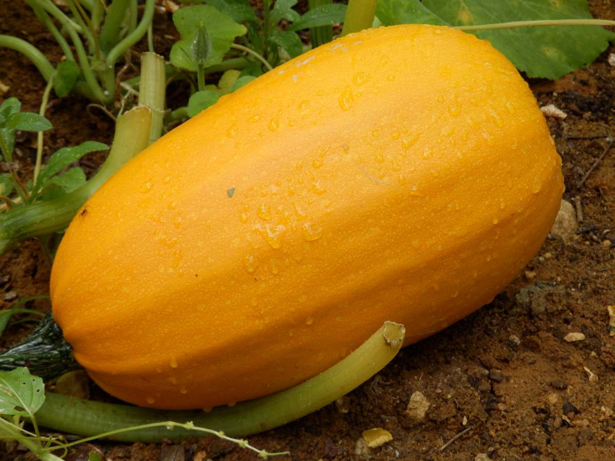 Courge Spaghetti