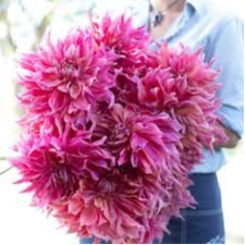 Tubercule - Dahlia Penhill Dark Monarch