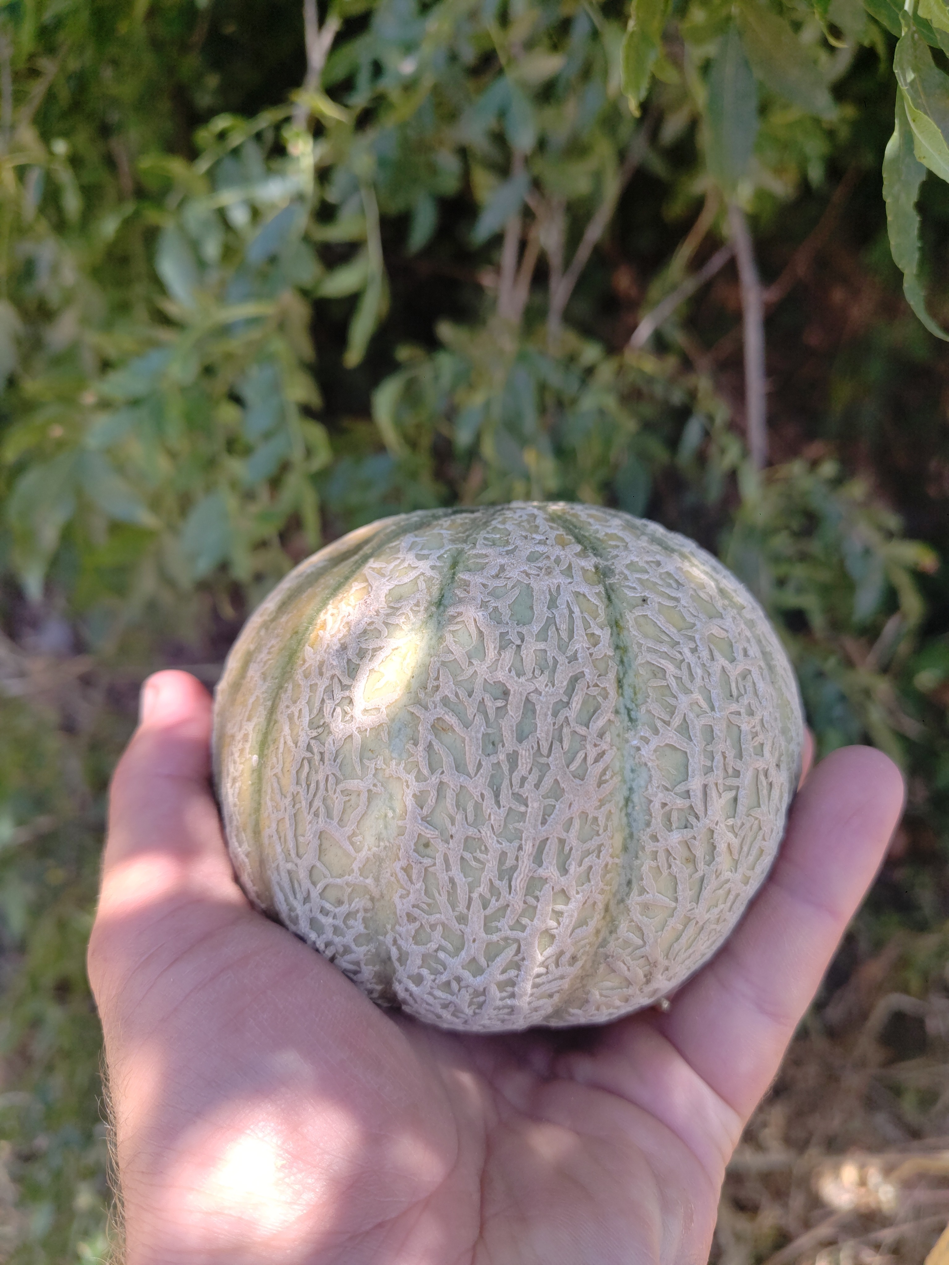 Melon charentais au kilo