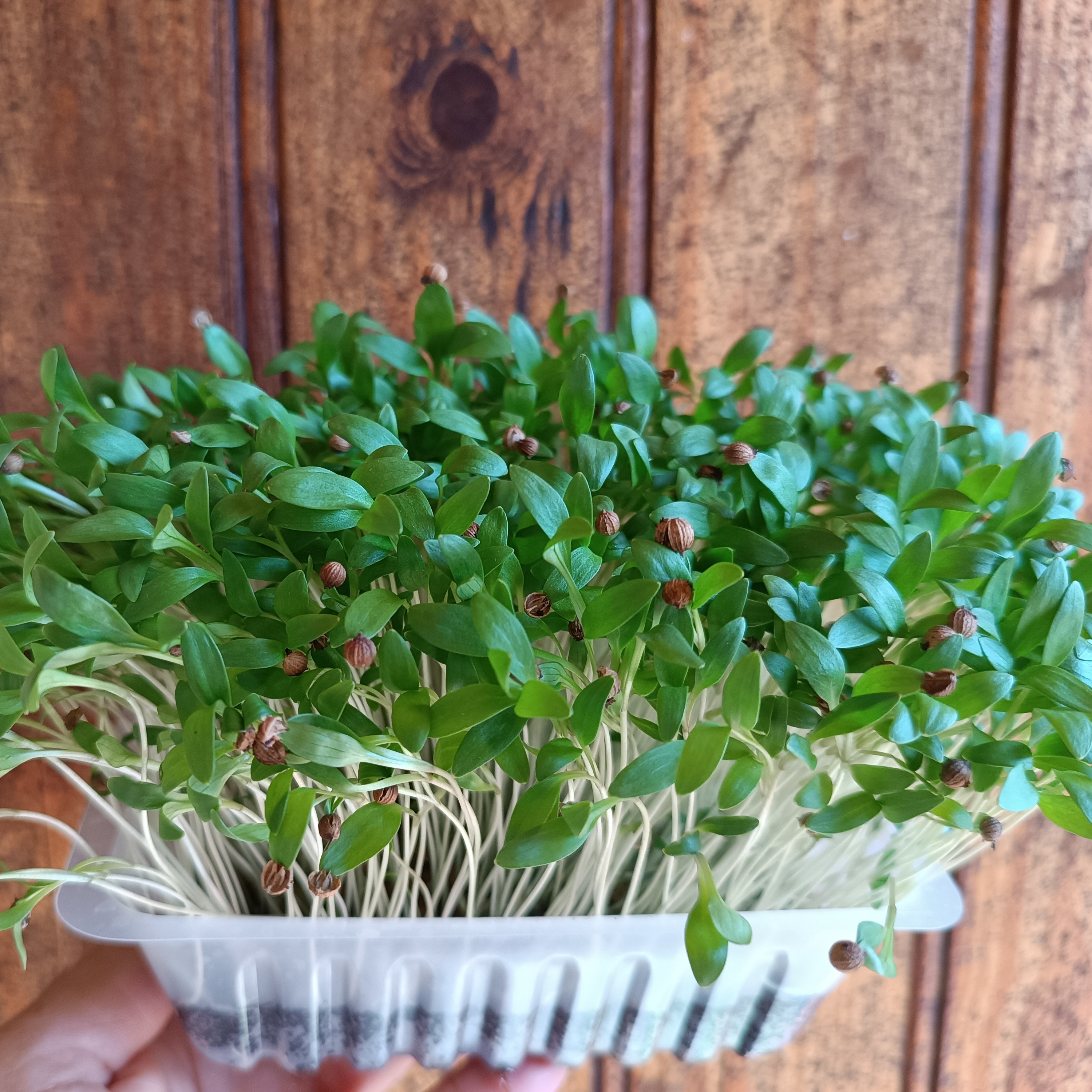 Microsgreens de Coriandre bio