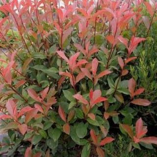 Photinia fraseri "Carré Rouge" - POT
