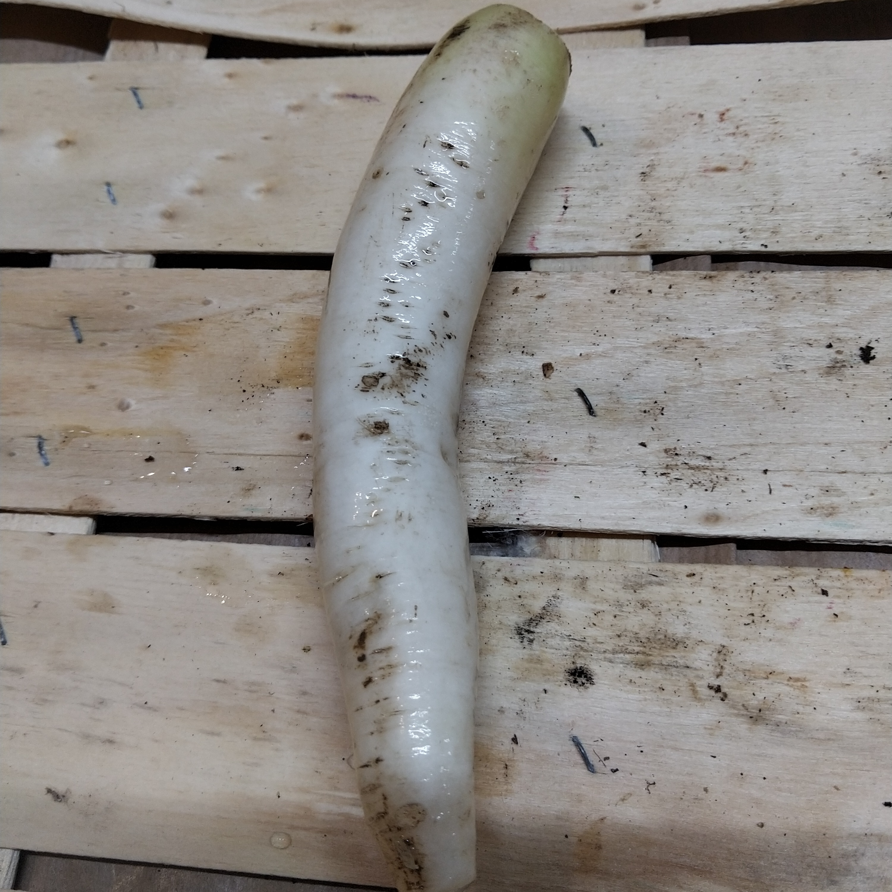 Radis blanc Daîkon pièce - 400g