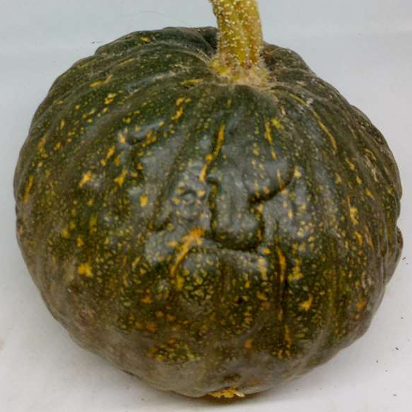 courge potimarron vert