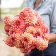 Tubercule - Dahlia Sebastian