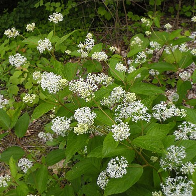 Céanothe américaine