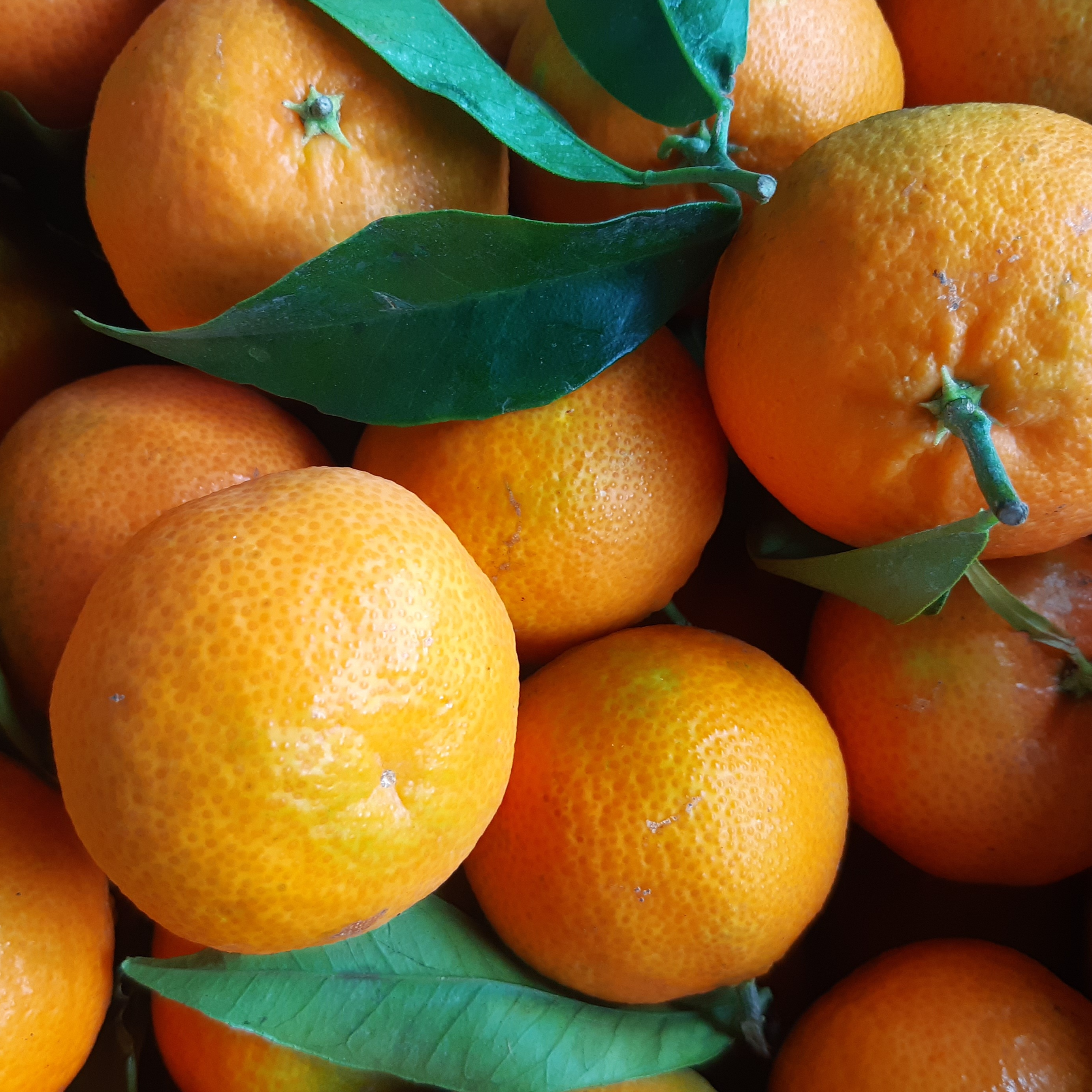 CLÉMENTINE FEUILLES CORSE - 500g