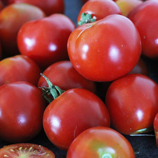Tomate Précoce de Quimper en godet 8 cm