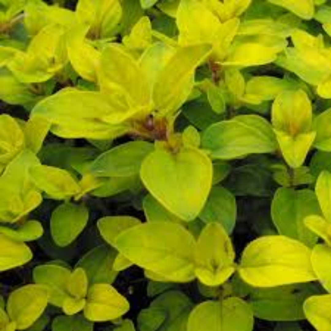 Origanum vulgare Aureum