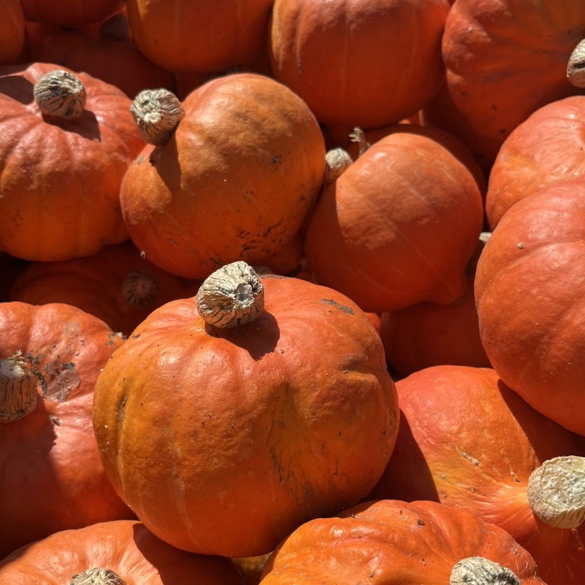 Courge Potimarron bio kg