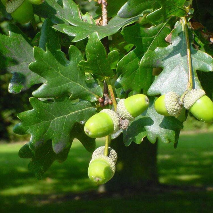 Chêne pédonculé - Quercus robur