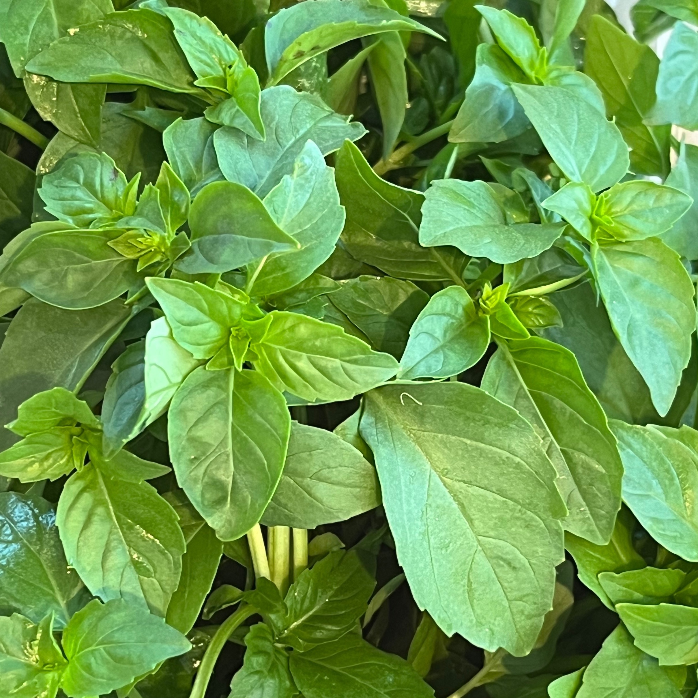 BASILIC Marseillais