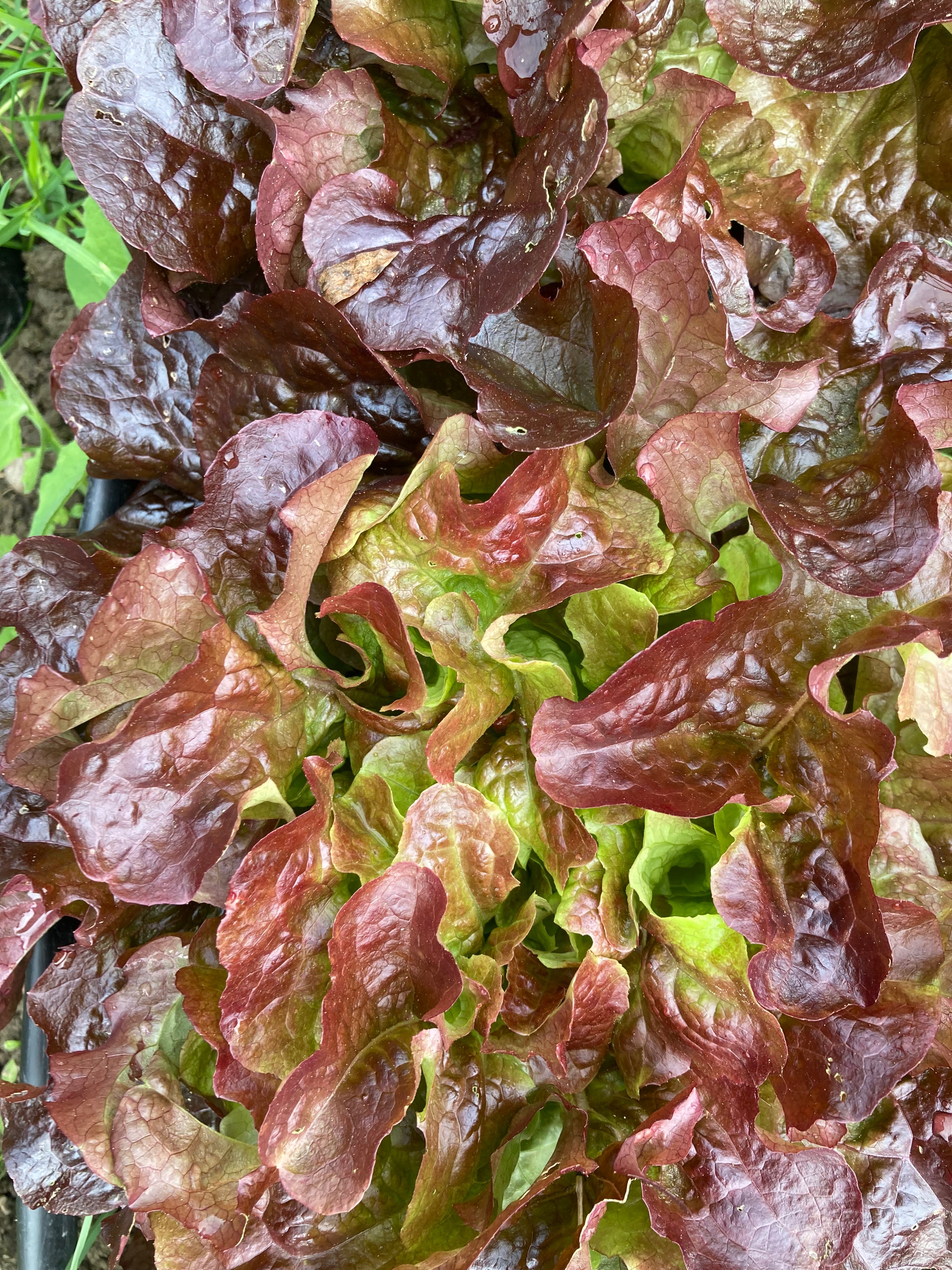 Salade ‘Feuille de chêne rouge’