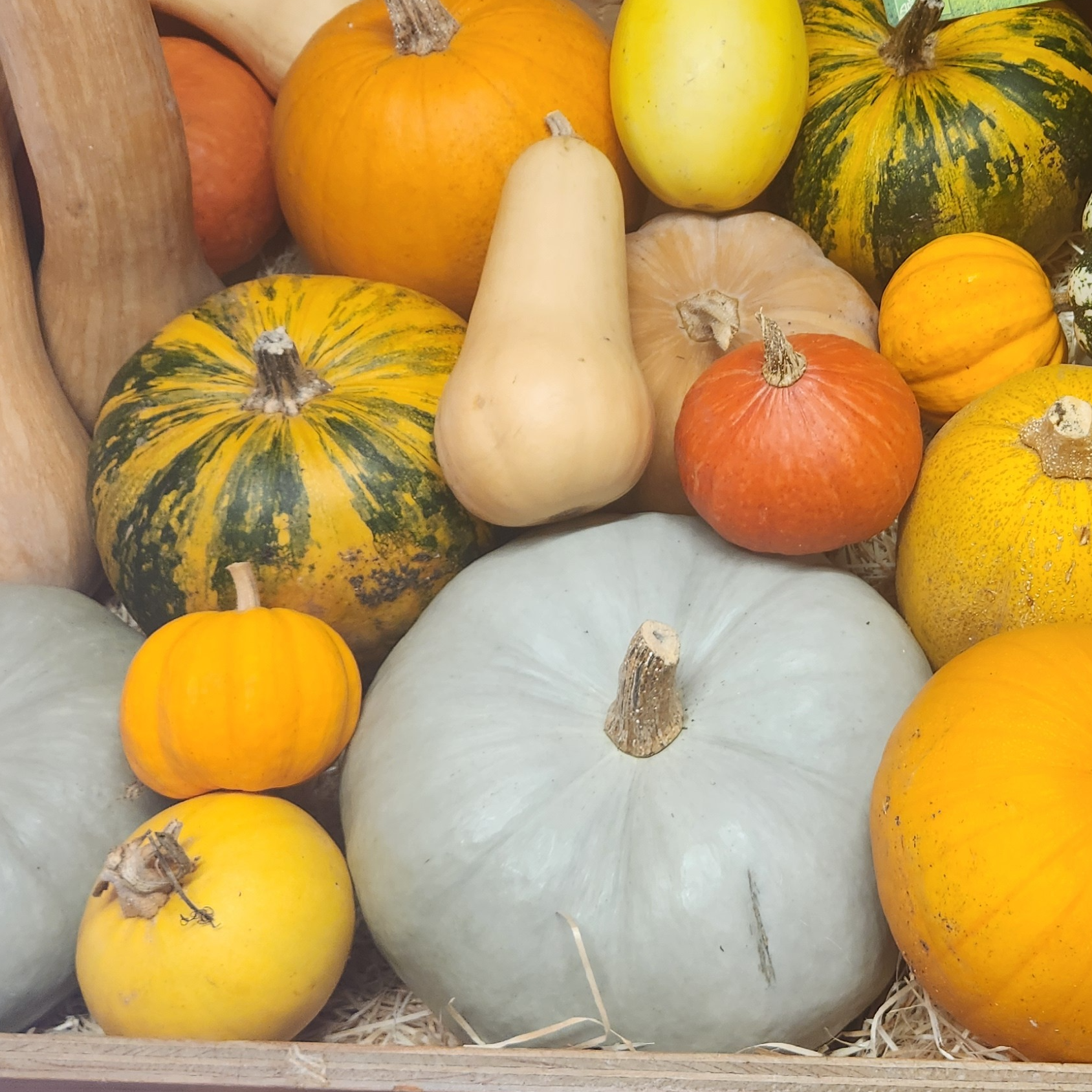 Courge Blue Ballet - 0,98kg