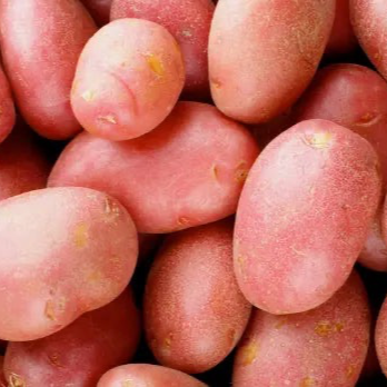 Pomme de terre ‘Delila’ (polyvalente)