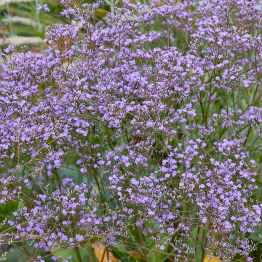 Limonium latifolium