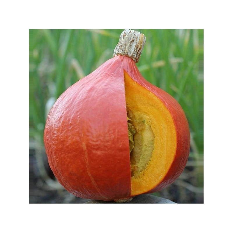 POTIMARRON ORANGE RED KURI
