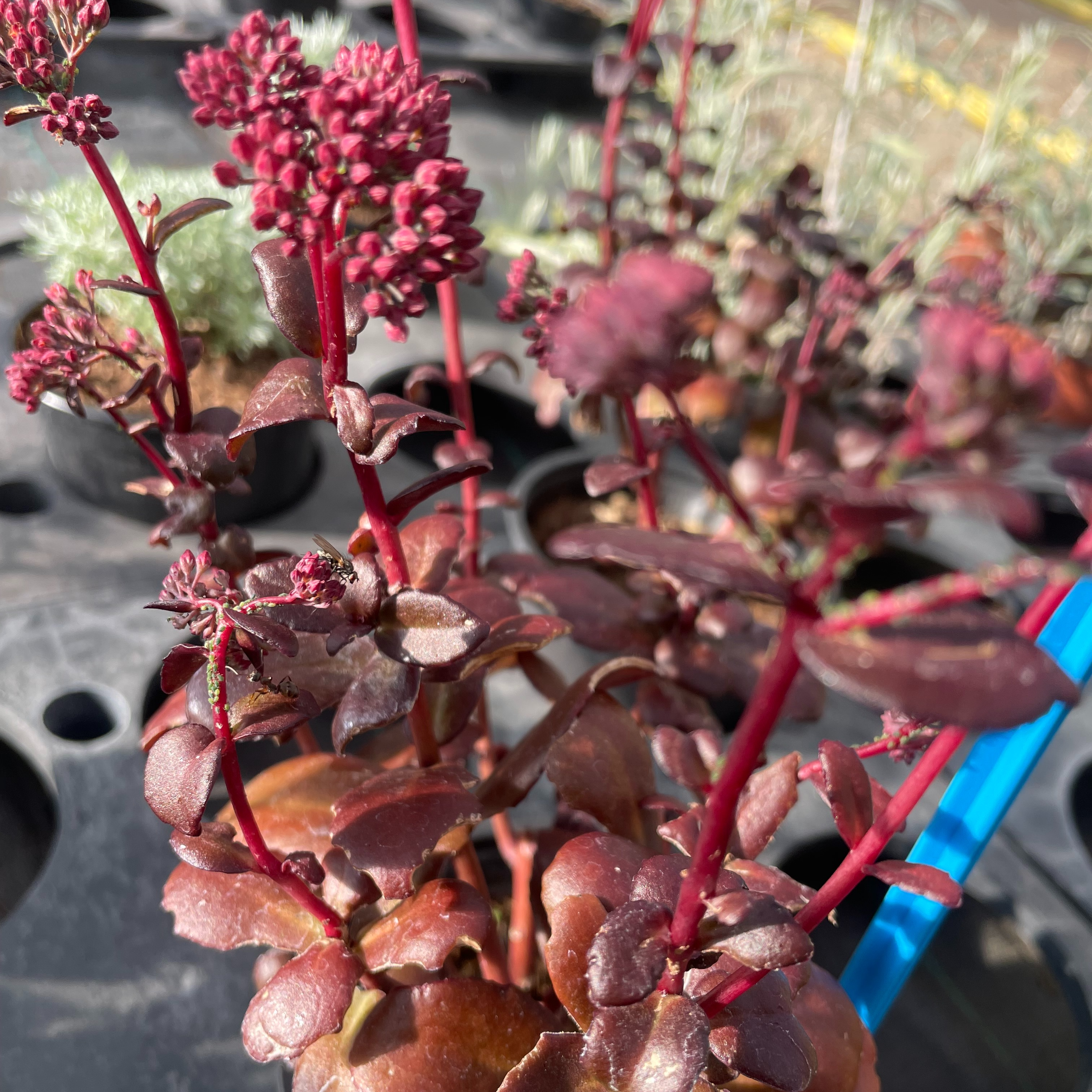 Sédum ‘Touchdown Teak’