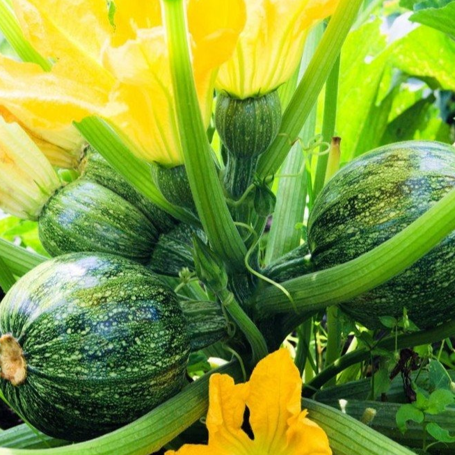 Courgette ronde de Nice