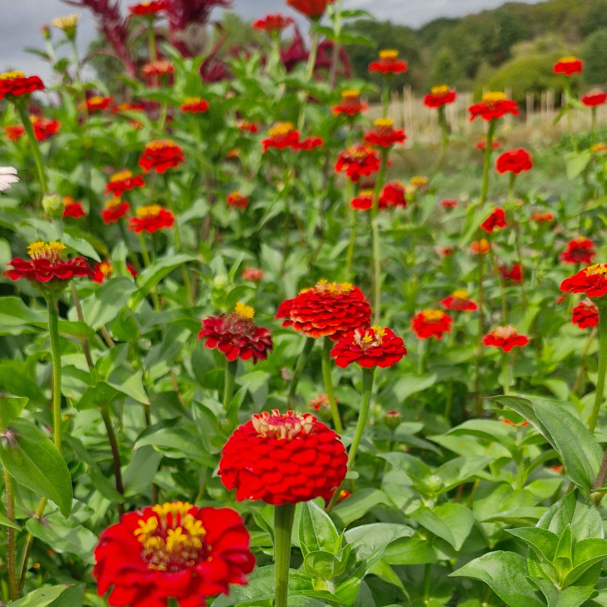 Zinnia Liliput Scarlet (botte de 10 tiges)