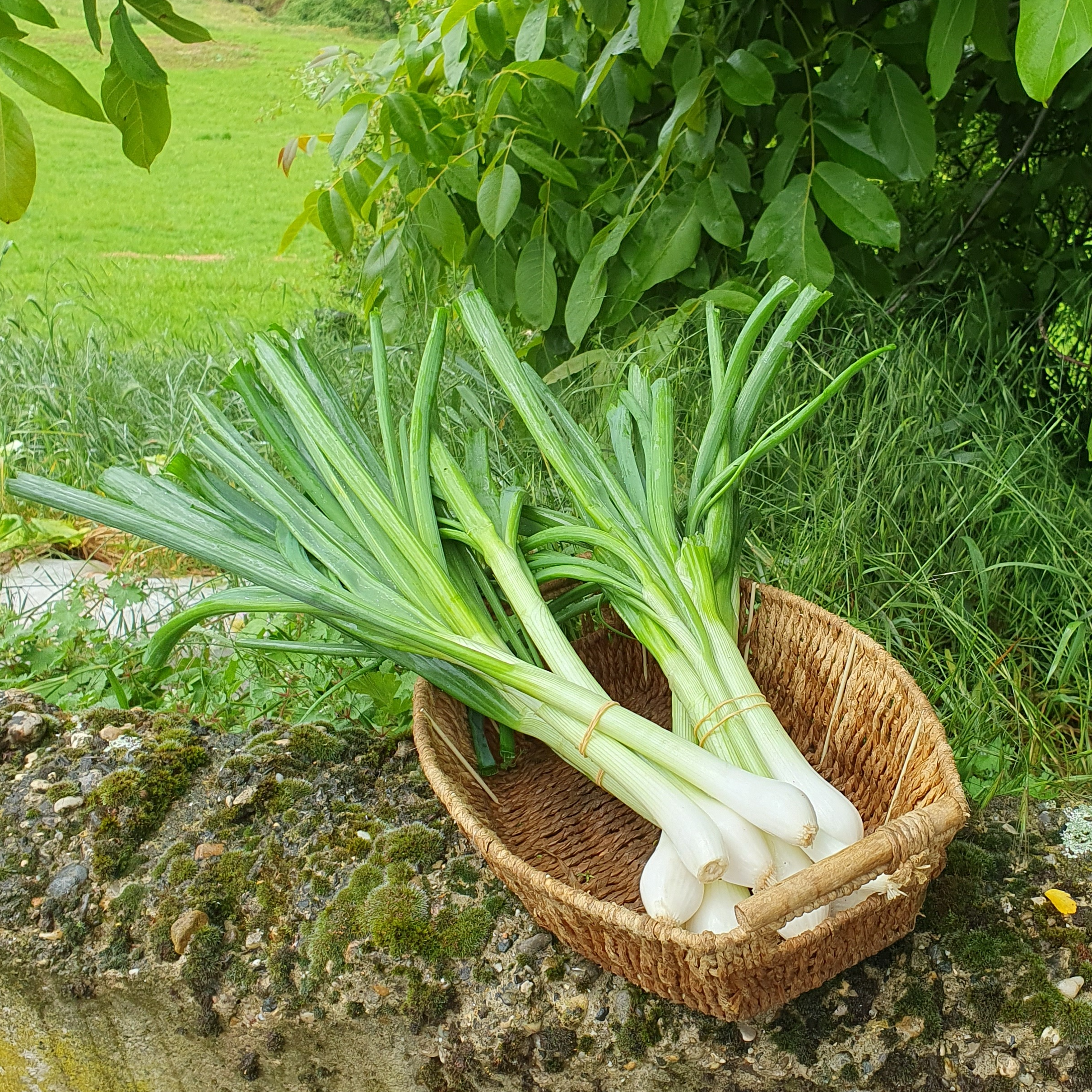Oignons blanc (botte)