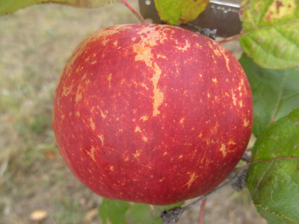 Pommier - Malus domestica "Reinette Baumann"