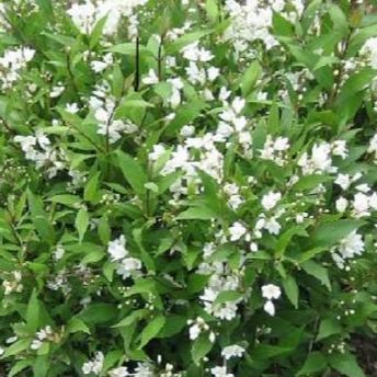 Deutzia gracilis