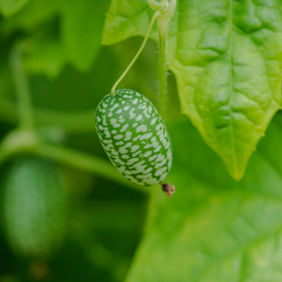 CONCOMBRE Melothria scabra Bio