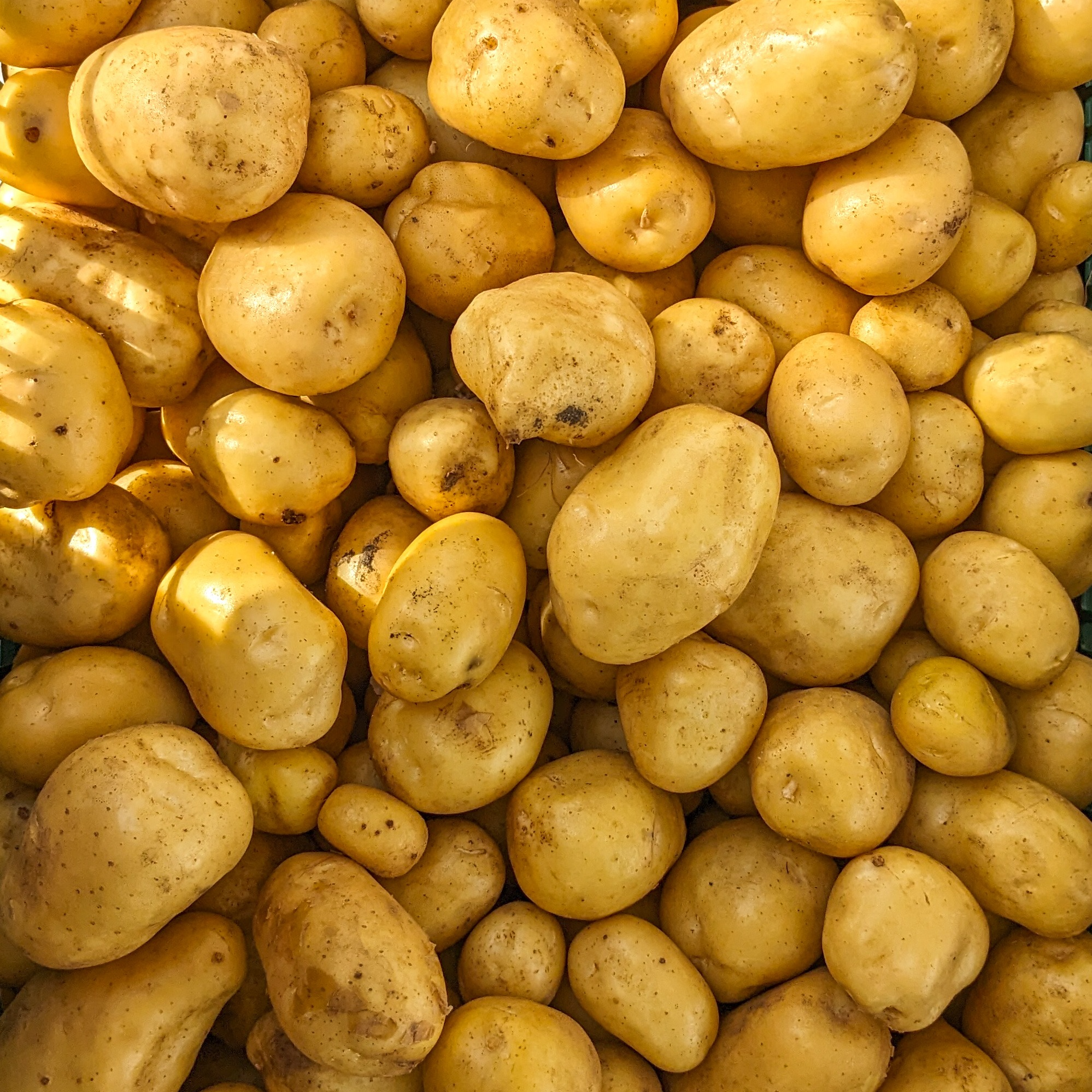 Pommes de terre 500g (variété Maïwen)