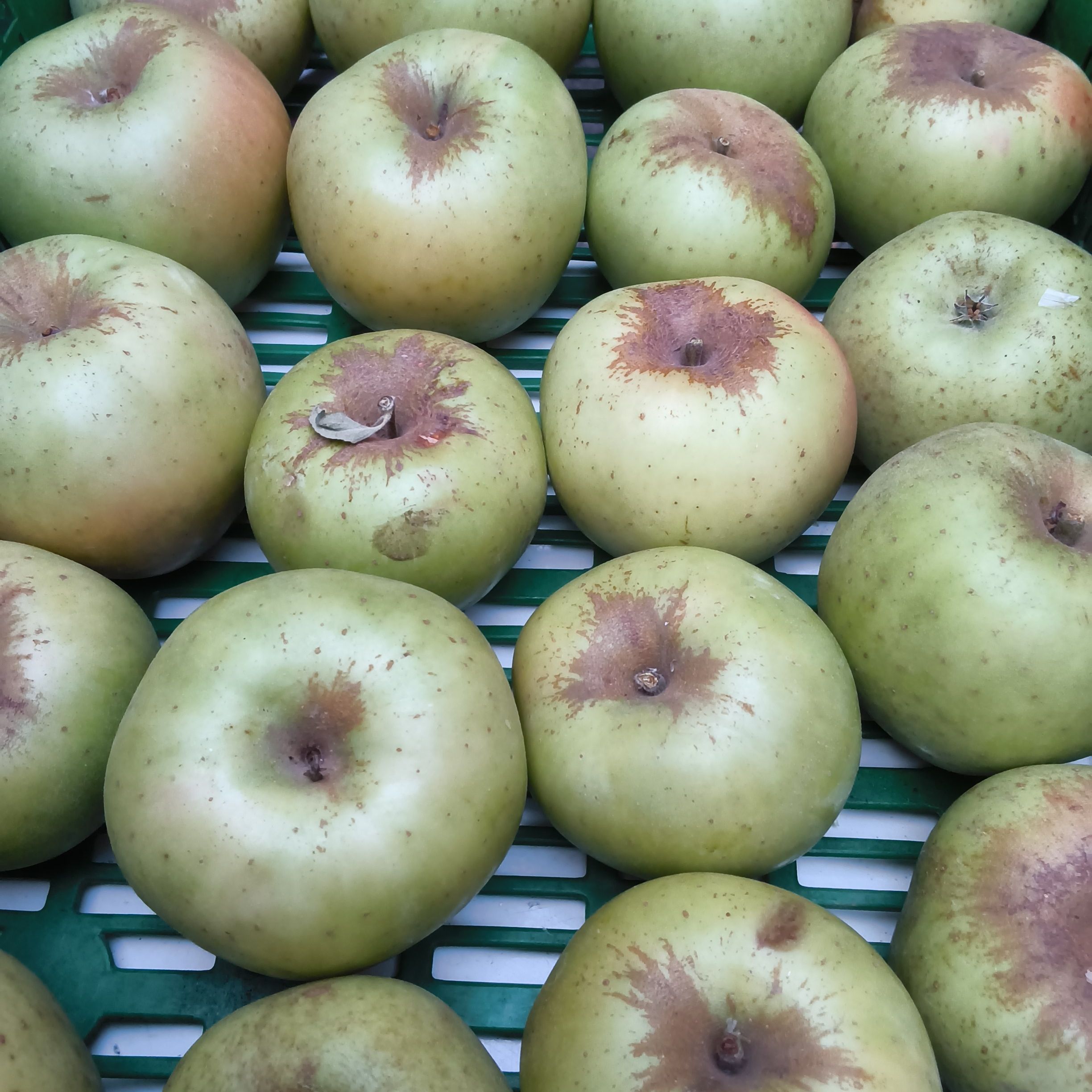 Pomme reinette du Vigan