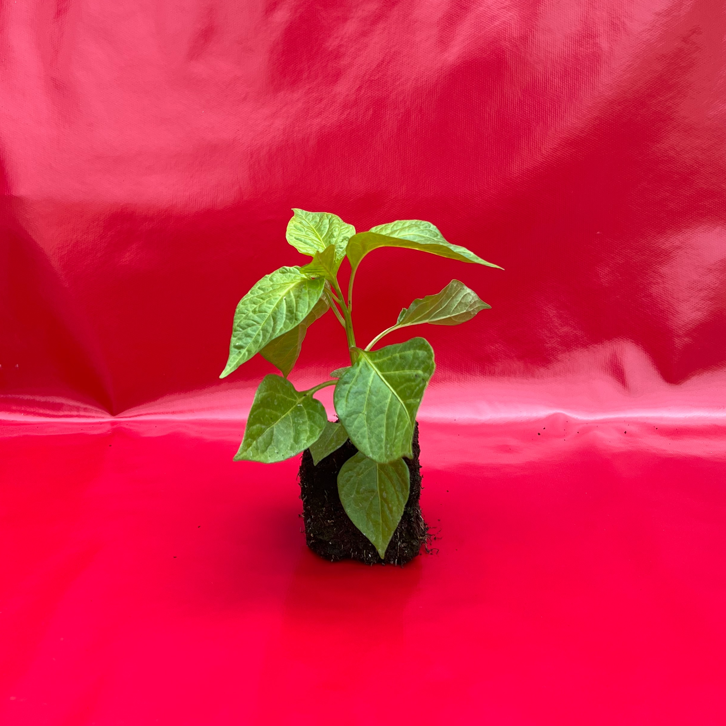 Plant Piment Habanero (Fort) - 250g