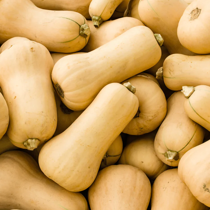 Butternut Petit calibre