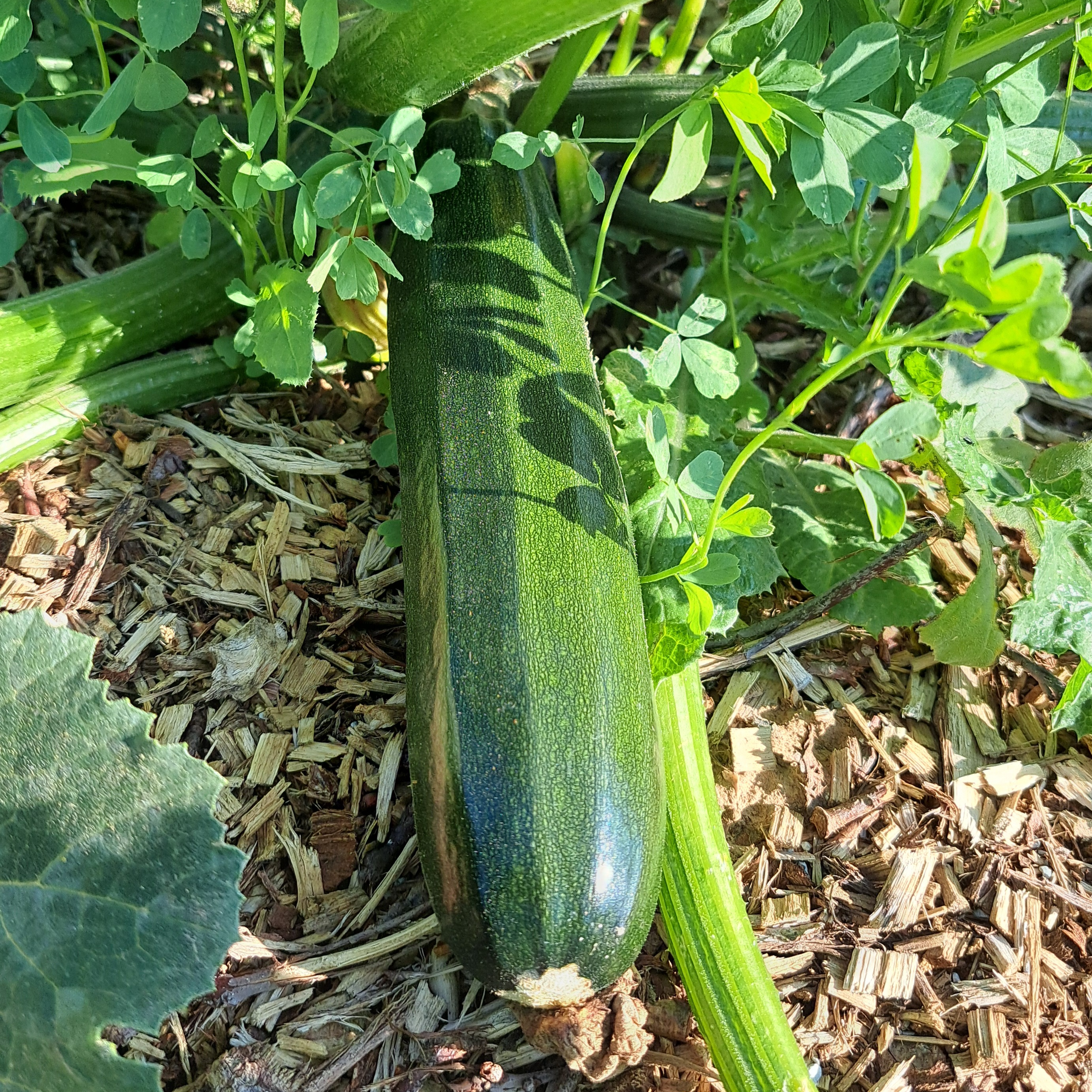 Courgette