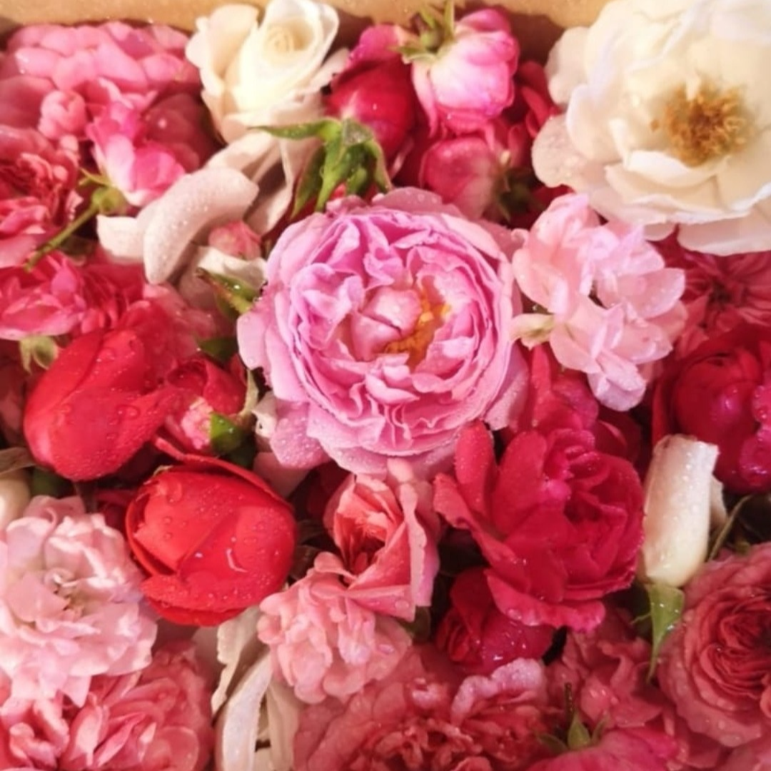 Fleurs de rose mélange (par 15)