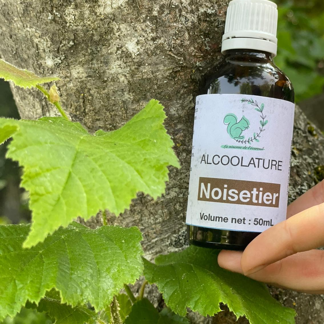 Alcoolature Noisetier