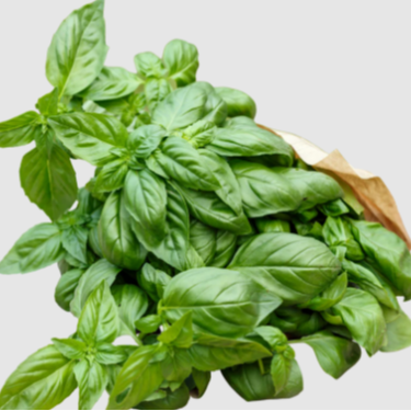 Basilic Botte