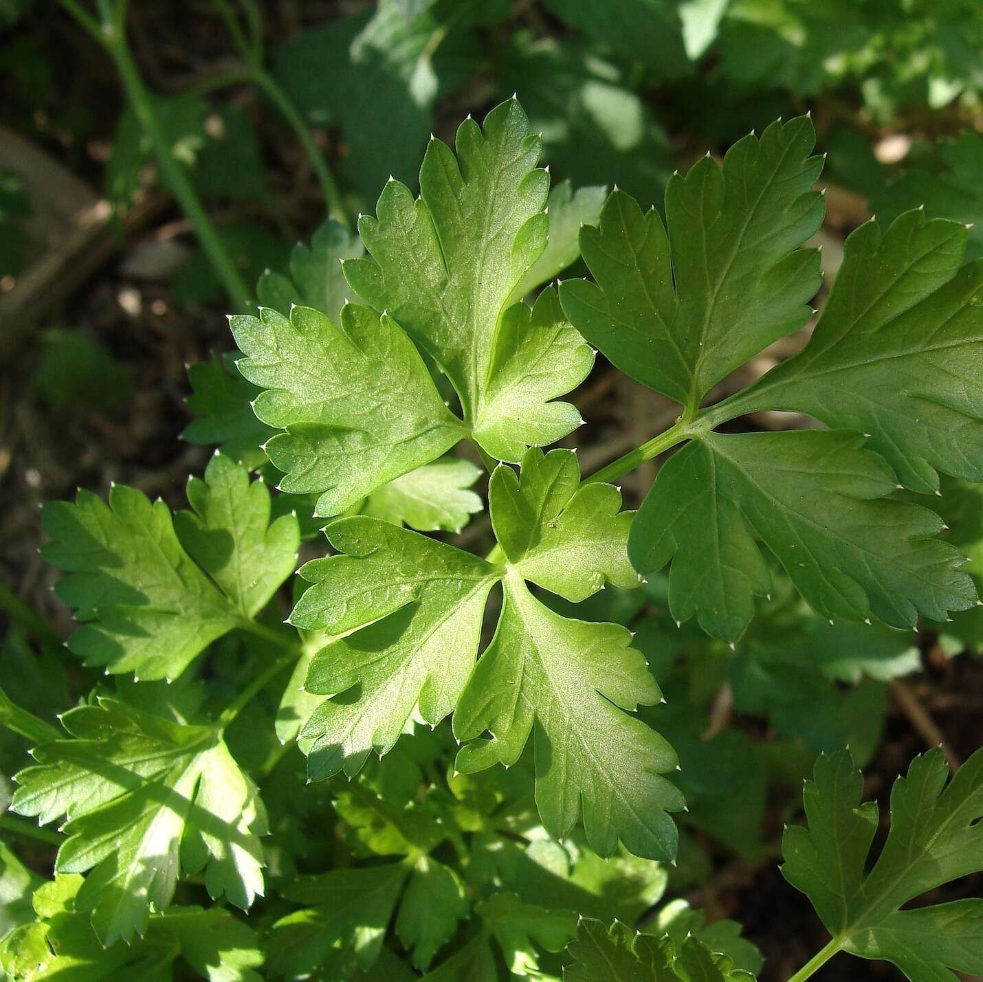 Aromatique - Persil Plat