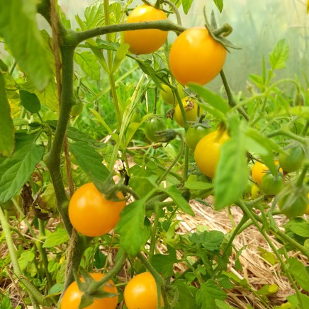 Plant Tomate Cerise Jaune - 300g