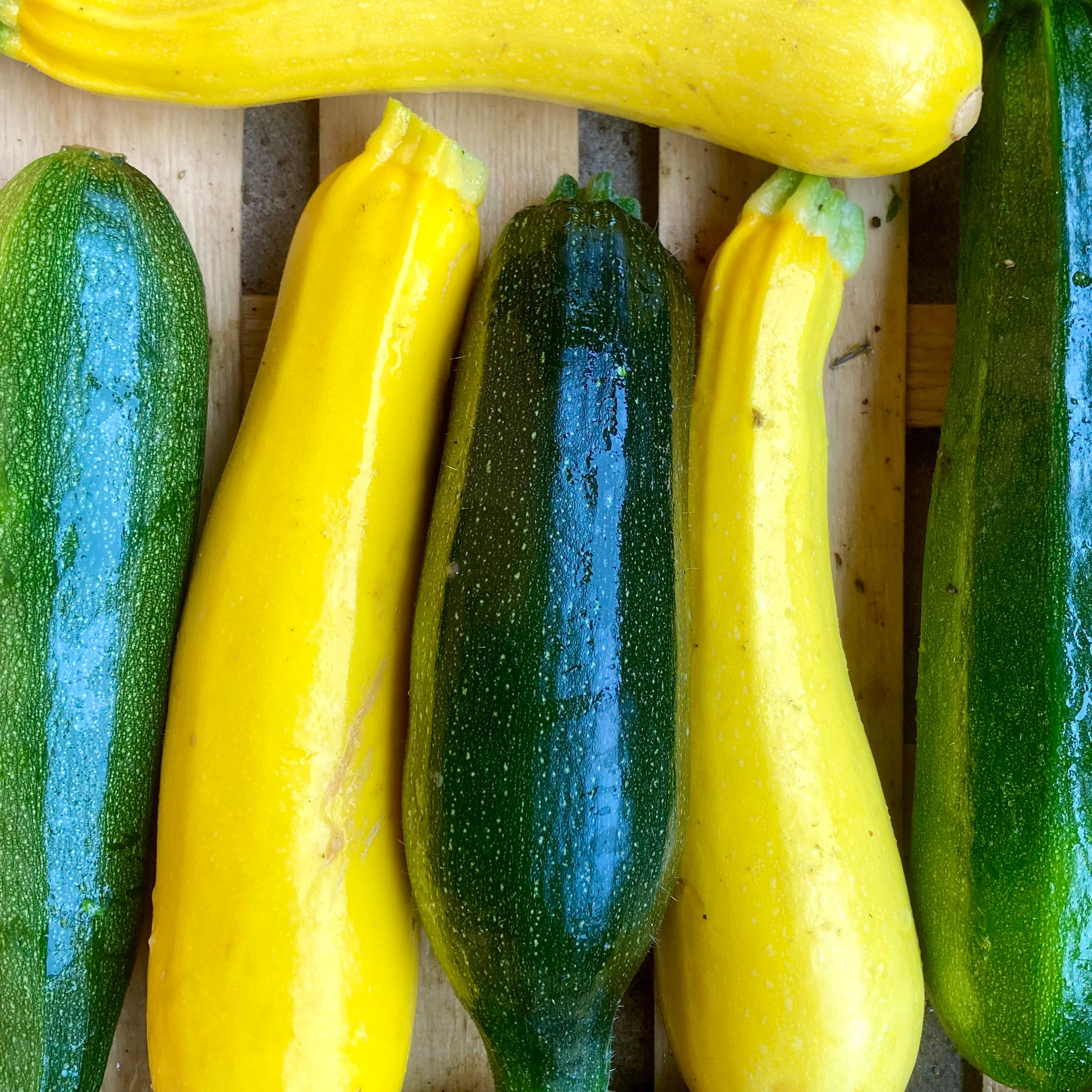 Courgette (Kg)