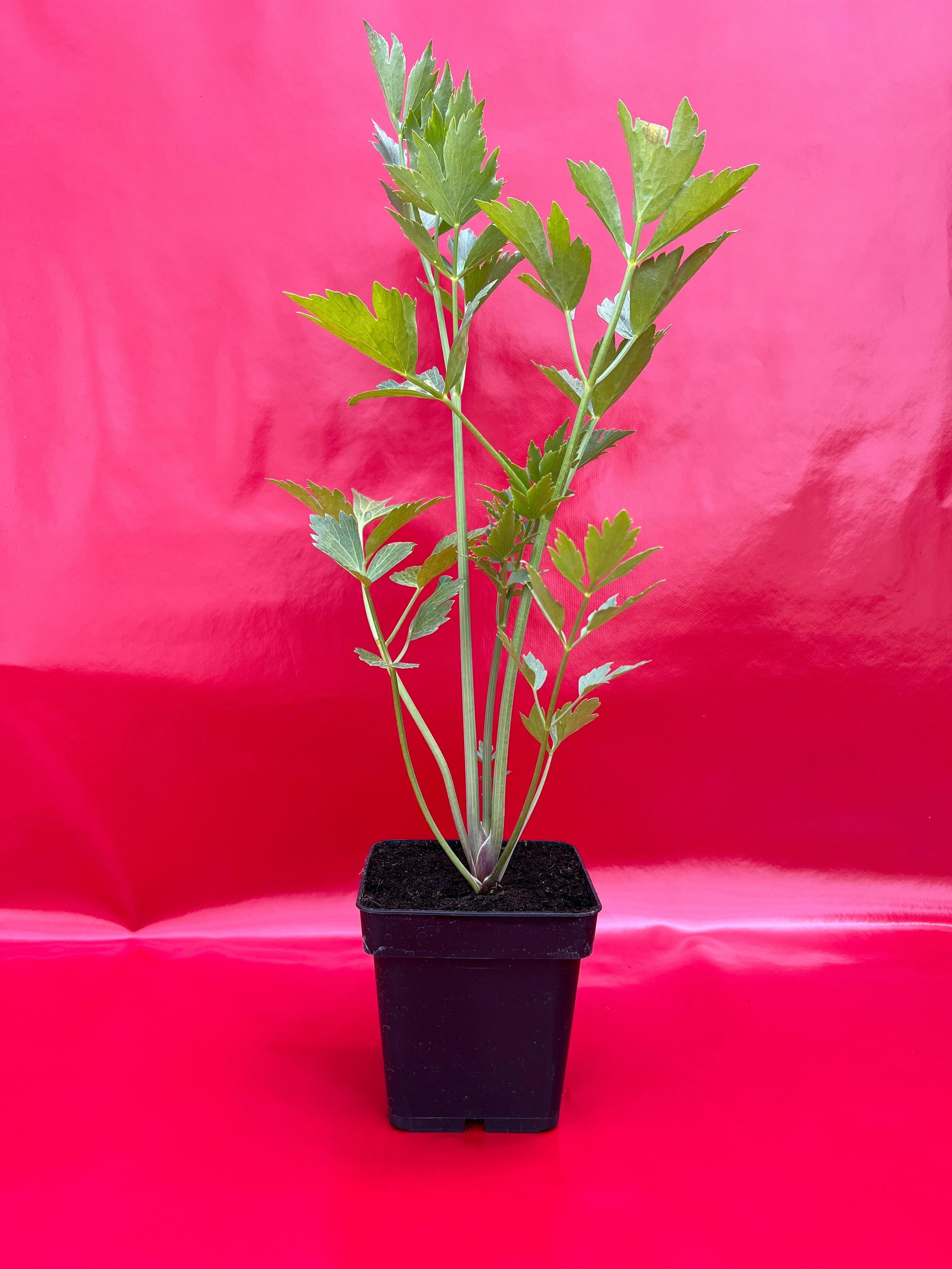 Plant Ache Des Montagnes Bio - 650kg