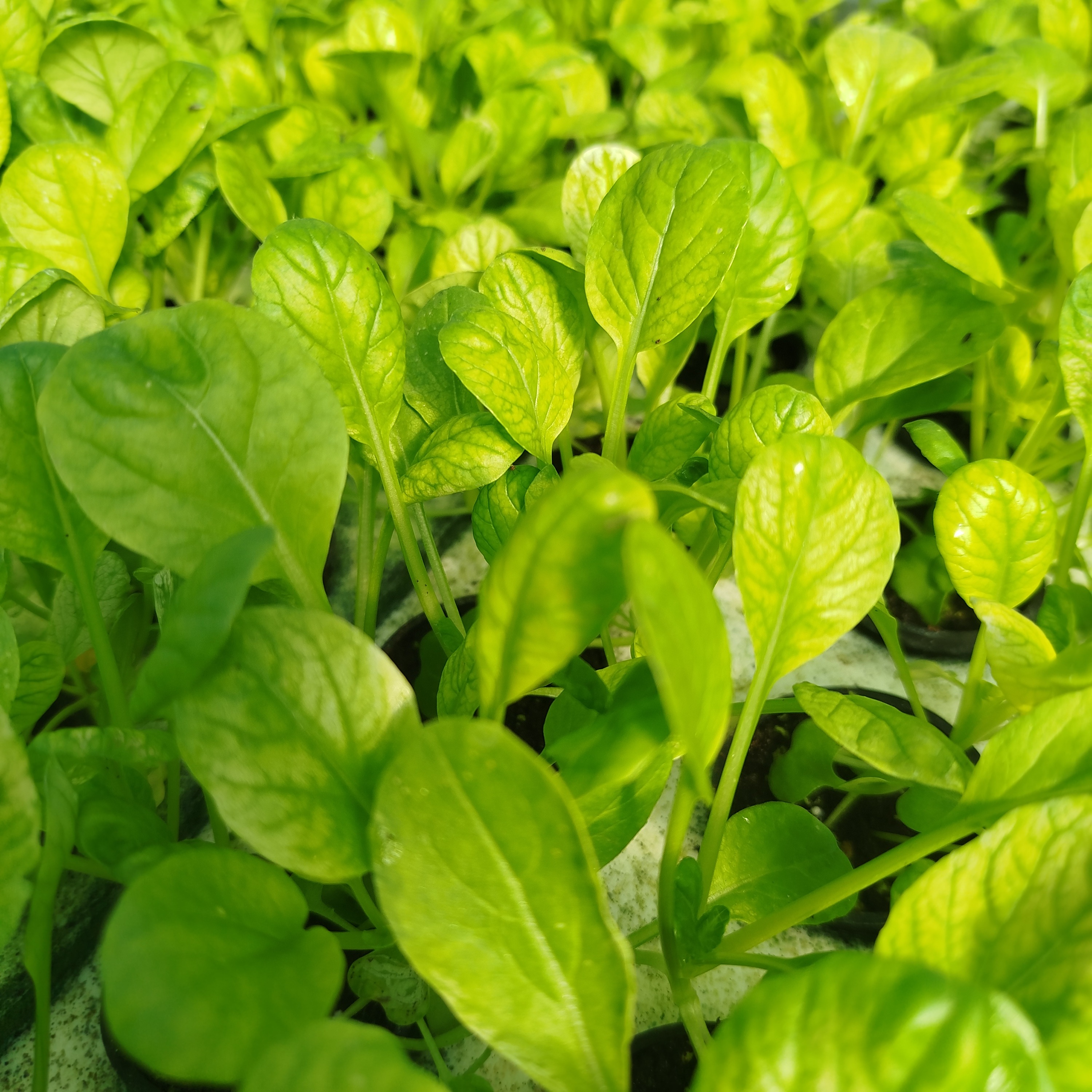 Jeunes feuilles de tatsoï vert — rondeur et élégance végétale - 50g